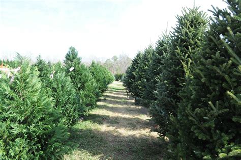 christmas tree farm birmingham al